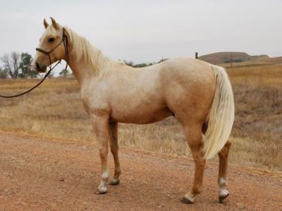 Galveston Drift JW <BR> AQHA 6005064